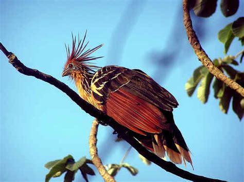 National Birdflower And Animal Of Guyana Guyana Photo 32429101 Fanpop