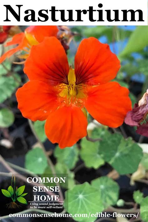 Nasturtium officinale is a perennial member of the nasturtium genus in the family brassicaceae. Edible Flowers List with Edible Flower Names and Pictures