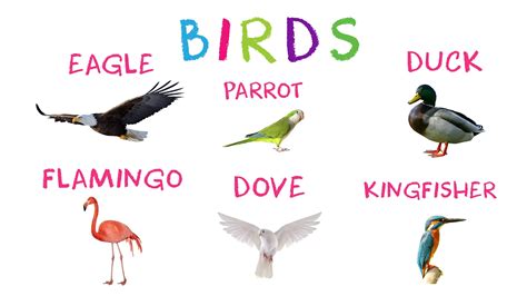 🔴 Learn Birds For Children Bird Names For Children Youtube