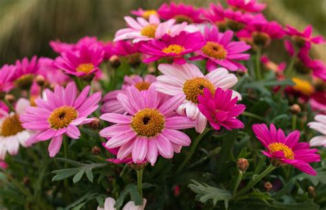 Images Gratuites Fleur Plante à Fleurs Marguerite Daisy Pétale