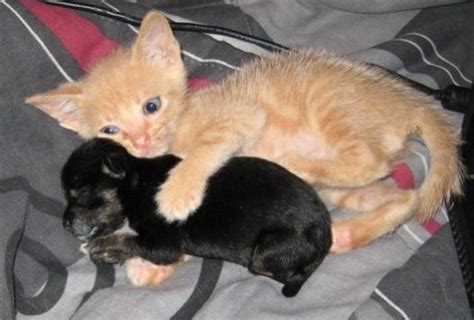 Kittens and puppies love to play with each other. BEAUTIFUL IMAGES: Kitten And Puppy Cuddling