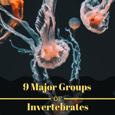 9 Major Groups Of Invertebrate Animals Owlcation