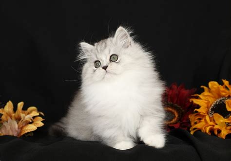 Available kittens ethereal persians breeds old fashioned, doll face persian kittens. 2019 Sold Kittens from Doll Face Persian Kittens - 660-292 ...