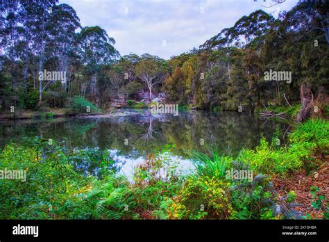 Scenic Green Lane Cove River In National Park Of Sydney Australia