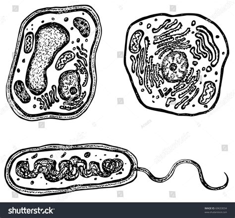 Plant Animal Bacteria Cells Organelles Each Stock Vector 69633034
