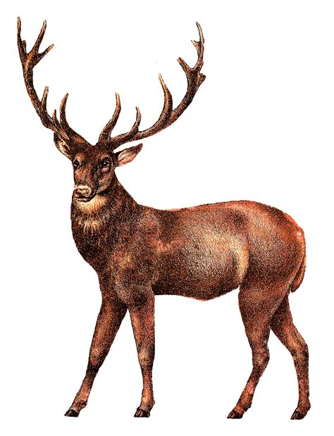 Antique Deer Image Transparent Png Stickpng