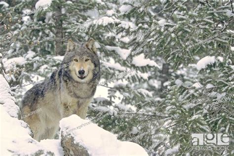 Wolf Canis Lupus On Rocky Mountain Slope In Snowstorm Montana Usa