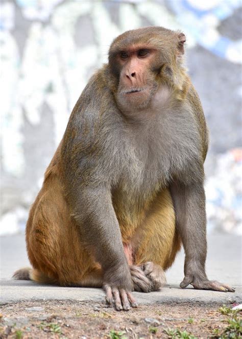 Rhesus Macaque Adult Male Monkey Sitting On A Rock With Determination