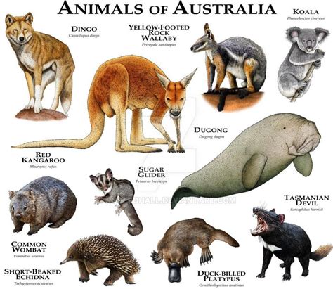 La Impresionante Variedad De La Fauna De Australia Absolut Viajes