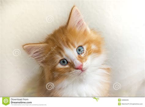 Cute Red Kitten With Blue Eyes Stock Photo Image 53060225