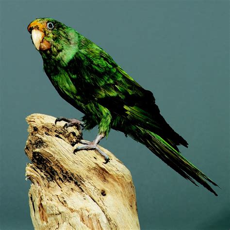 43 Best Carolina Parakeets Images On Pinterest Budgies Parakeet And