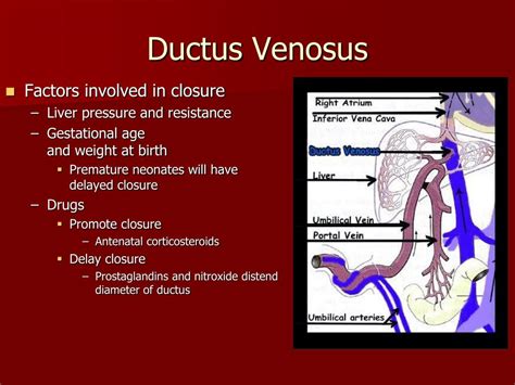Ductus Venosus In Digram