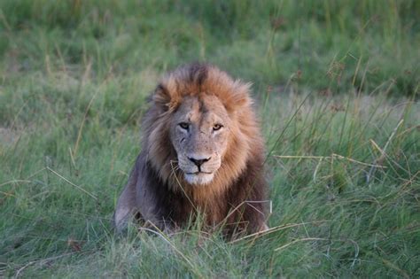 Adult Male Lion Moremi Botswana Travellerspoint Travel Photography