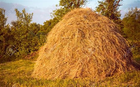 A Large Pile Of Hay Sitting On Top Of A Lush Green Field Next To Trees