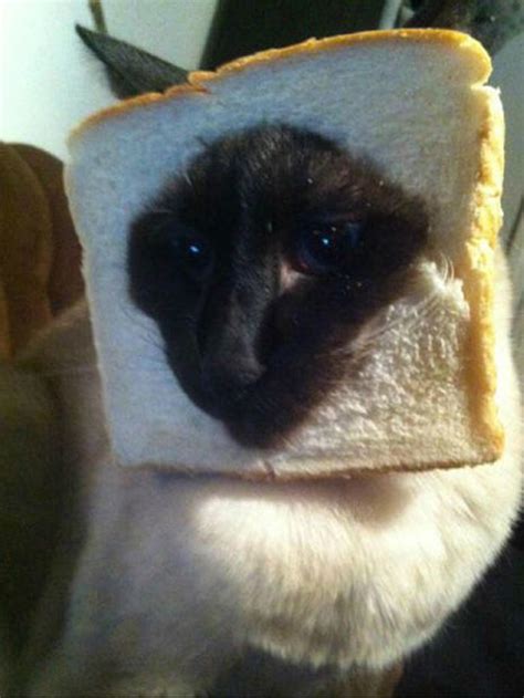 Breading Cats Is Latest Web Photo Fad Photo 7 Cbs News