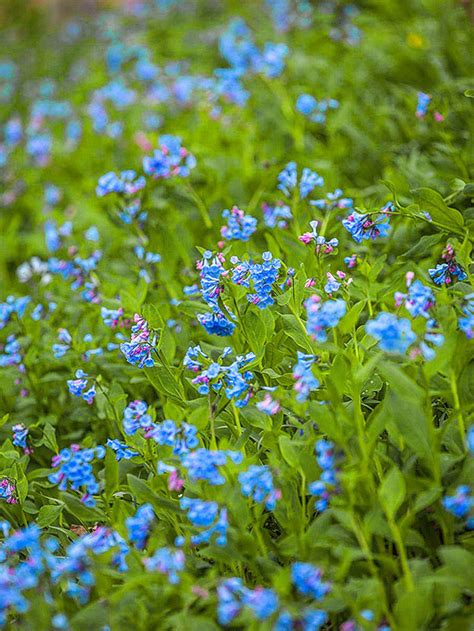 These are our favorite perennial flowers to plant in fall (or early spring) for blooms year after year. Perennial Flowers That Bloom All Summer | Better Homes ...