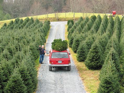 Local Wholesale Christmas Tree Growers Shipping Many Trees Off The