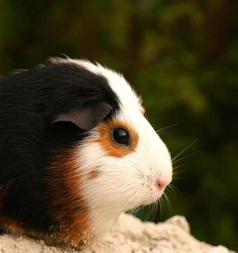 Can Guinea Pigs See In The Dark Find Out All About Guinea