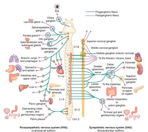 Get 35 Schematic Diagram Of Autonomic Nervous System
