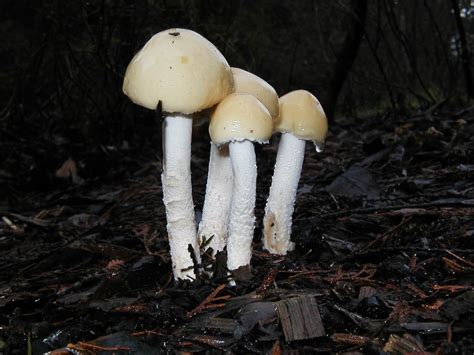Stropharia Ambigua Photos Mushroom Hunting And Identification