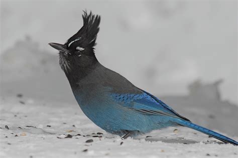 All About Birds Stellers Jay