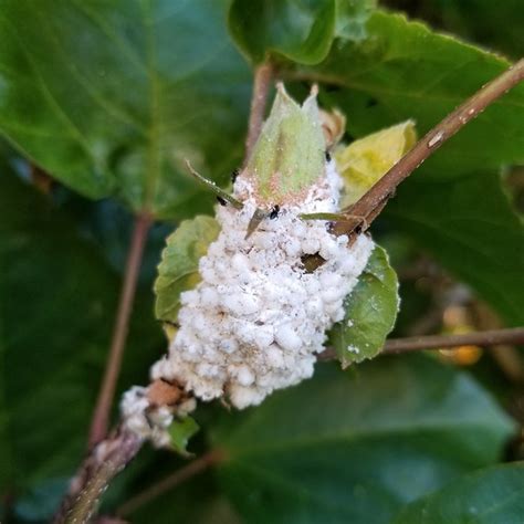 Check your gardenia carefully for mealybug populations. How to Get Rid of Mealybugs Naturally (Ultimate Guide ...