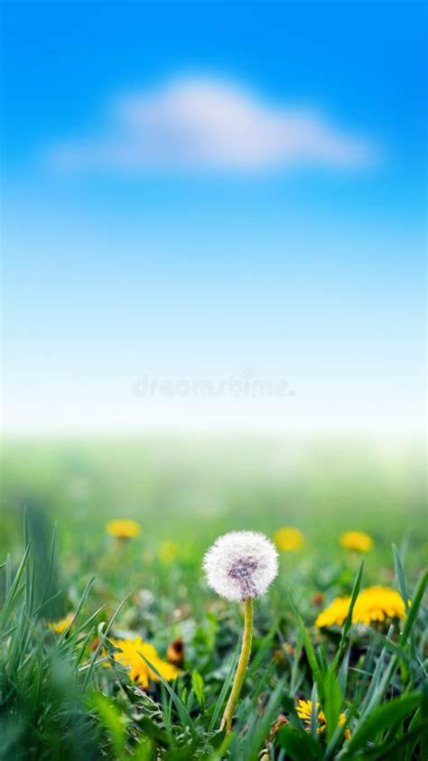 Yellow And White Dandelions Among The Green Grass On A Background Of