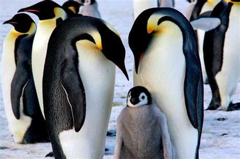 10 Incredible Emperor Penguin Facts A Z Animals