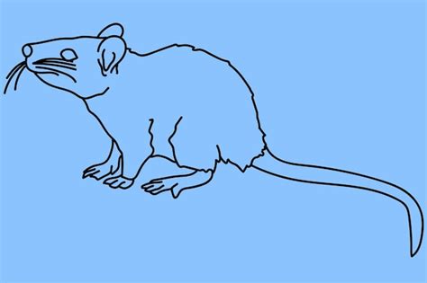 Premium Vector Sketch Mouse Line Art