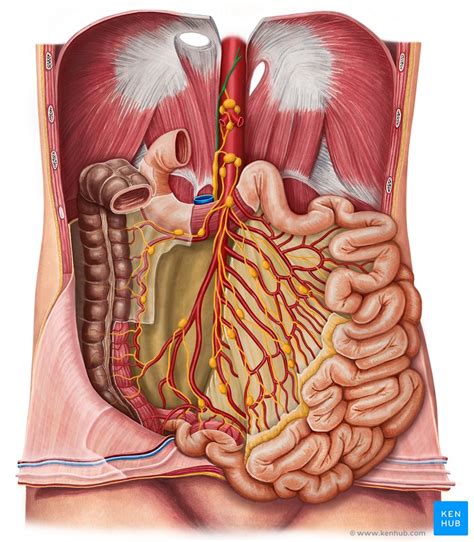 An abdominal aortic aneurysm consists of a weakening of the wall of the aorta just above the point where it bifurcates into the left and right common iliac arteries. Lymphatics of abdomen and pelvis: Anatomy and drainage ...
