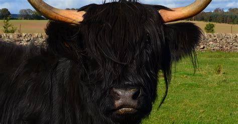 Tour Scotland Tour Scotland Photograph Black Highland Cow Kirriemuir