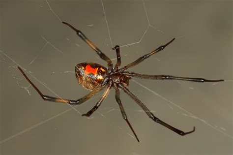 Dangerous But Cool Spiders