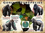 Help Save Gorillas – The Gorilla Foundation