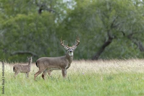 White Tailed Deer Buck On Texas Farmland Stock Photo Adobe Stock