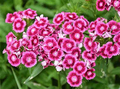 Carnation Planting Sowing And Advice On Caring For It