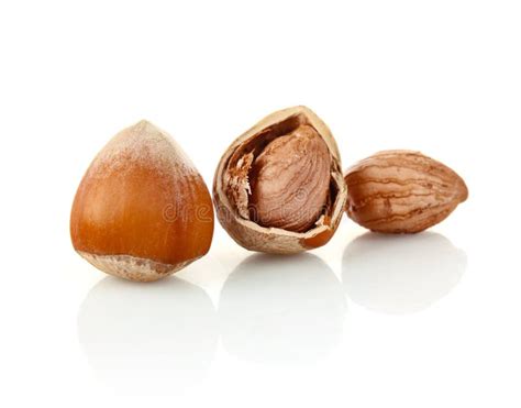 Hazelnut In Shell And Without Stock Photo Image 22563046