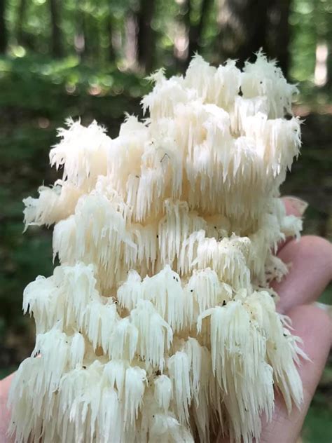 Coral Tooth Fungus It Looks Absolutely Unreal Rmycology