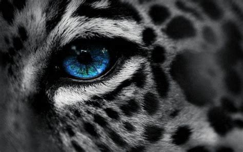 Blue Eyes Leopard Wallpapers Hd Desktop And Mobile Backgrounds