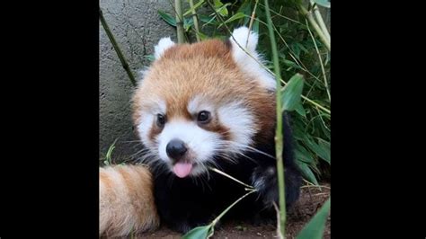Pabu The Red Panda Is Stealing Netizens Hearts One Hop And Skip At A