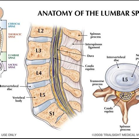 Depicts The Lower Back And Is Comprised Of Five Lumbar Vertebrae