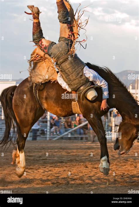 Cowboy Upside Down On Bucking Horse Bareback Riding Competition Stock