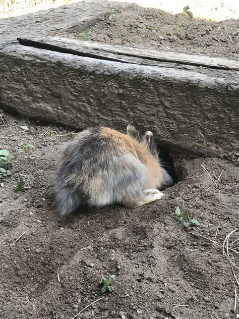 Digging Holes In The Garden Rabbit Life House Rabbit Pet Rabbit