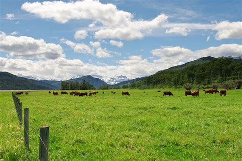 Beef Without The Burps Lowering Methane Emissions From Cattle With New