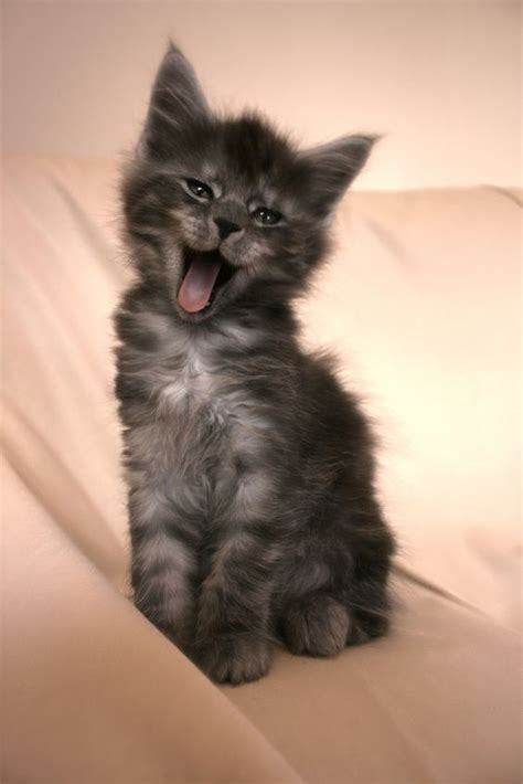 Maine Coon Kittens Maine Coon And Maine On Pinterest