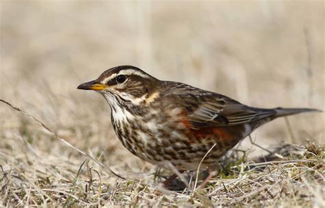 Our online detroit red wings trivia quizzes can be adapted to suit your requirements for taking some of the top detroit red wings quizzes. redwing ground - GardenBird