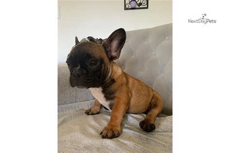 Hours may change under current circumstances Cali: French Bulldog puppy for sale near Tampa Bay Area, Florida. | 1bcaca43-e6a1