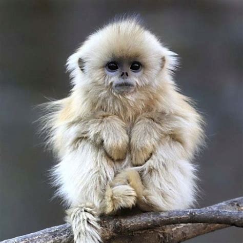 Cutest Monkey Ever Cute Creatures Beautiful Creatures Animals