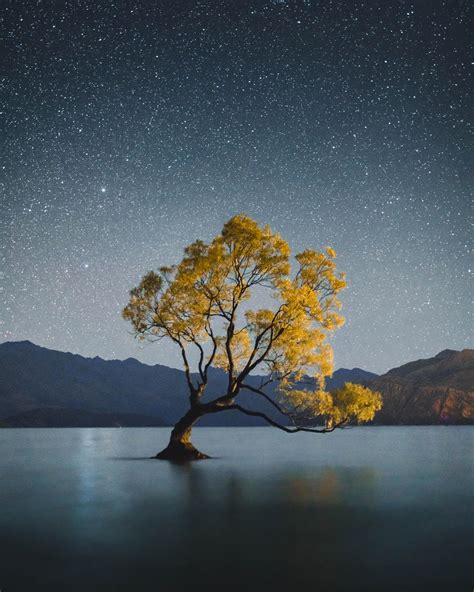 The Wanaka Tree On A Clear Night New Zealand Oc 5504x6880