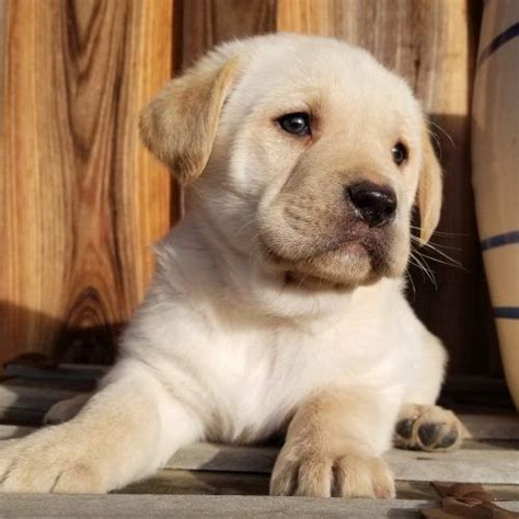 Hamilton, holland, flint, grand rapids, detroit, paw paw, gobles, zeeland, fennville, kalamazoo. Chewy - male Labrador Retriever puppy in Arkansas for sale ...
