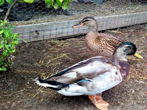 Whether you decide to breed ducks as a hobby or as a small business venture, the smartest way to start out is by obtaining. Duck Breeds for Backyard Flocks | HGTV